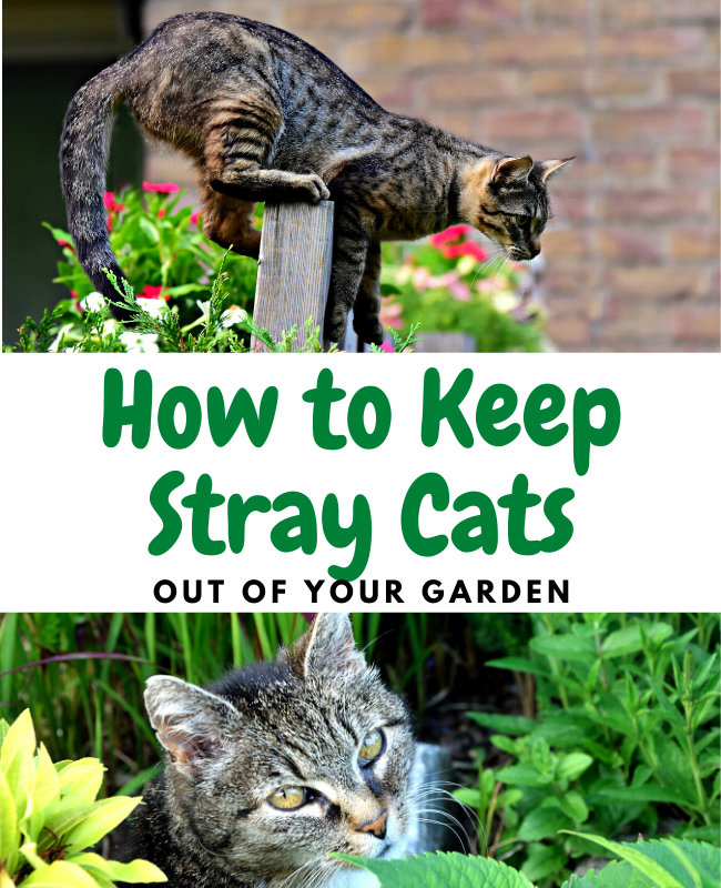 How To Keeps Cats Out Of My Yard at Edward Gant blog