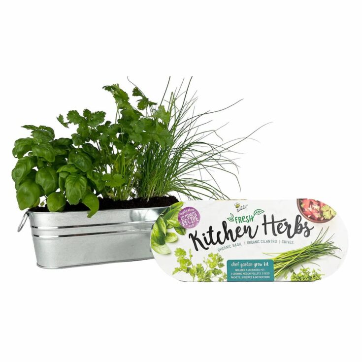 Image for Buzzy Kitchen Herbs Windowsill Grow Kit