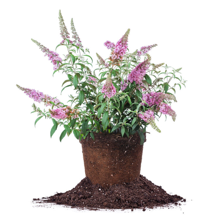 Image for Pink Delight Butterfly Bush - Perfect Plants