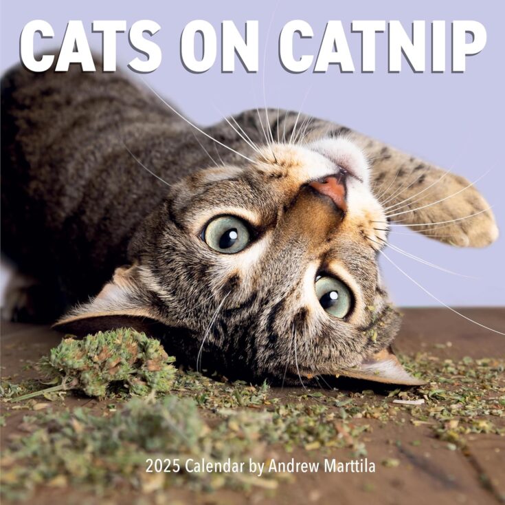 Cats on Catnip Wall Calendar 2025