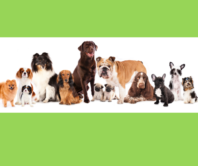 Variety of Dogs