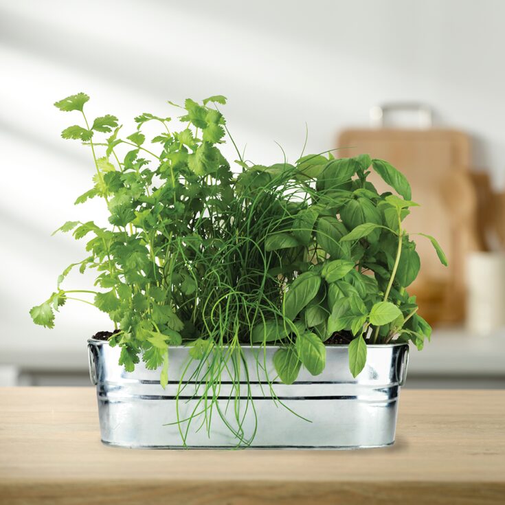 Image for Kitchen Herbs Windowsill Grow Kit- Buzzy Seeds