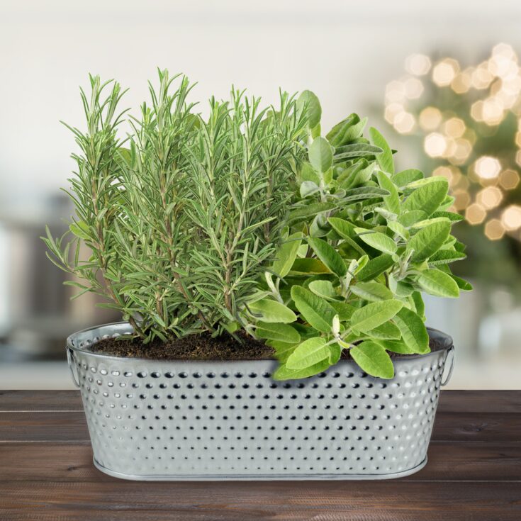 Image for Holiday Herbs Rosemary & Sage Windowsill Grow Kit- Buzzy Seeds