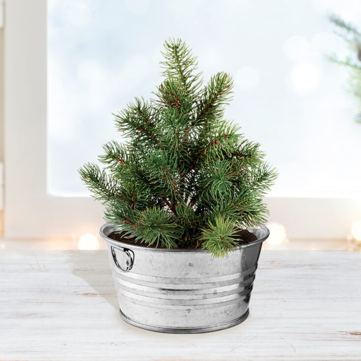 Image for Christmas Tree-To-Be Mini Basin Grow Kit Buzzy