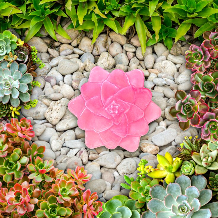 Image for Succulent Soap — Notes & Soaps