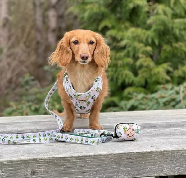 Boogs and Boop Adjustable Boho Botanical Leash Set