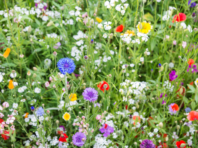 How to Grow Wildflowers Feature Image