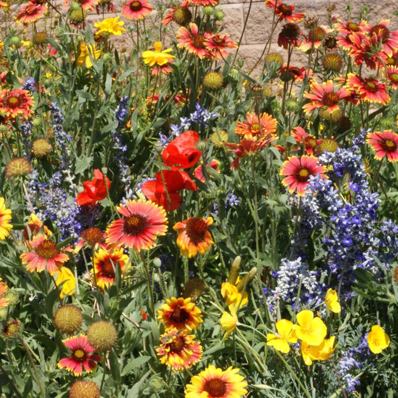 Dryland Wildflowers