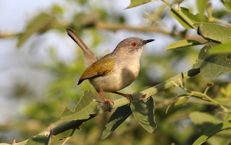 Free stock photo of bird, bird watching, birding