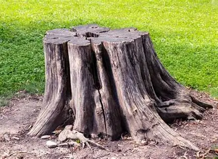 a tree stump