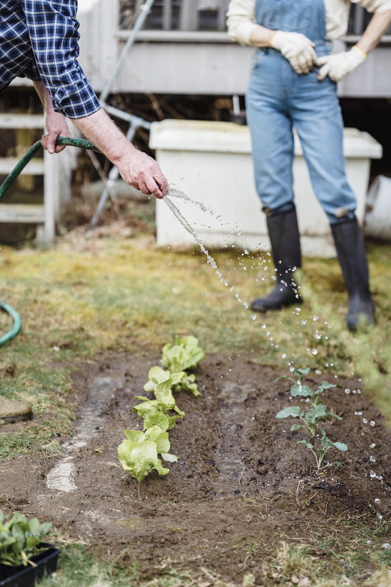 Crop anonymous farmer watering green seedlings on garden bed with hose while standing in countryside with anonymous partner on summer day