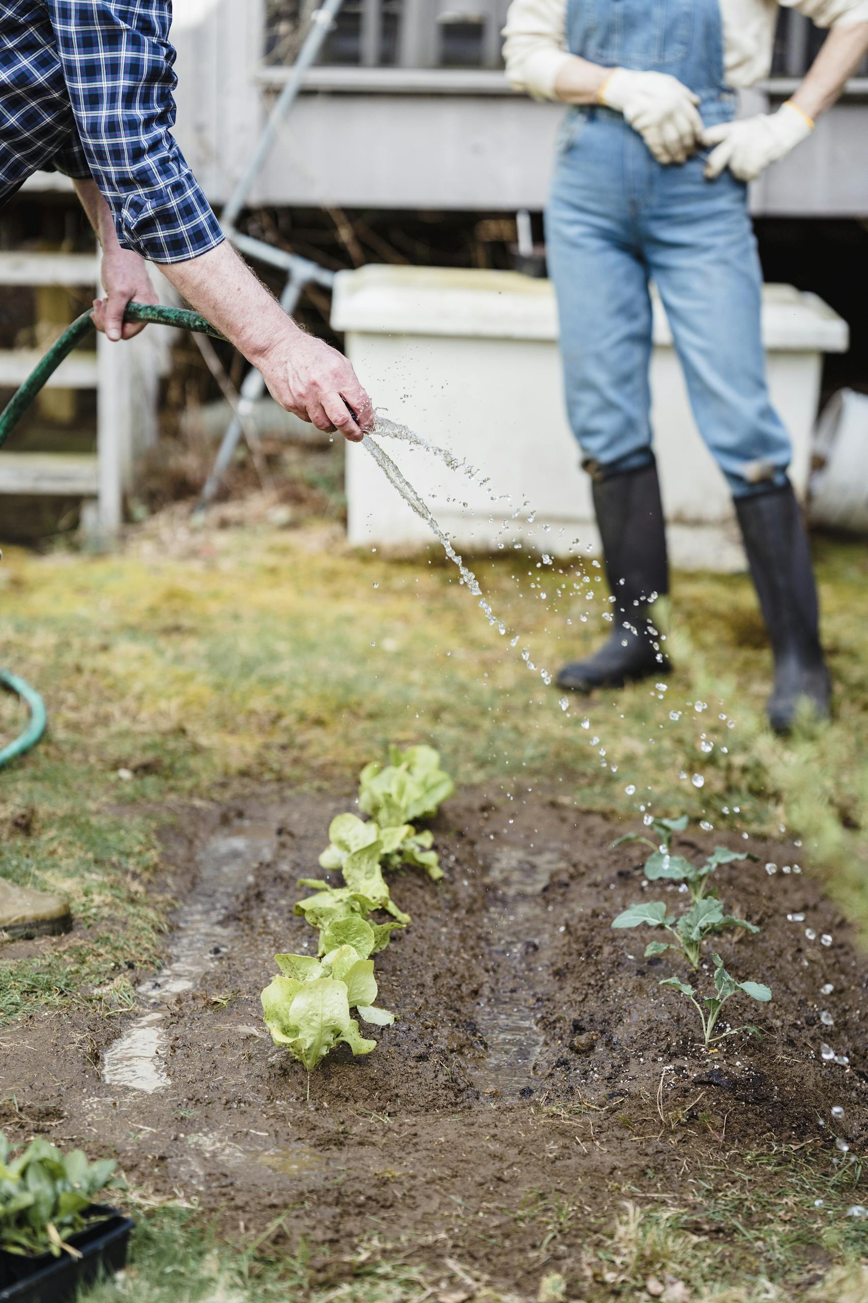 Crop anonymous farmer watering green seedlings on garden bed with hose while standing in countryside with anonymous partner on summer day