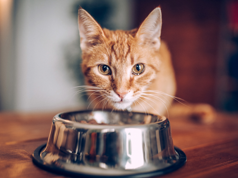 Hungry Cat Pet Food Insecurity