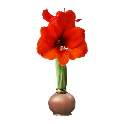 Gardenuity Fall Waxed Amaryllis Bulb Holiday Gifts