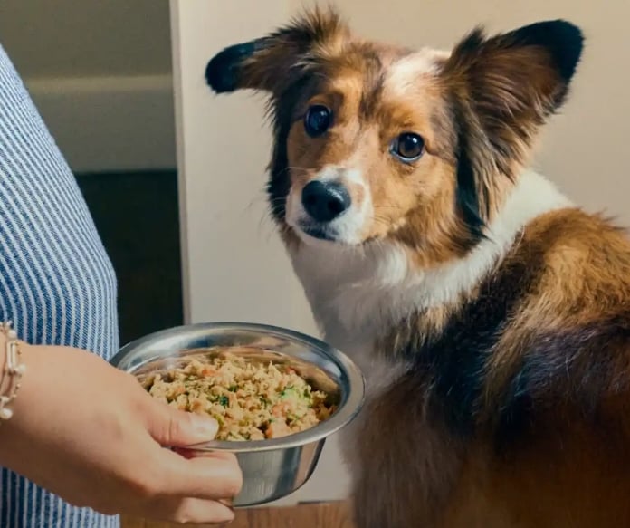 The Farmer’s Dog Black Friday deal