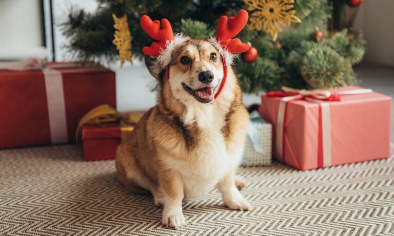 Milk Bone holiday dog treats