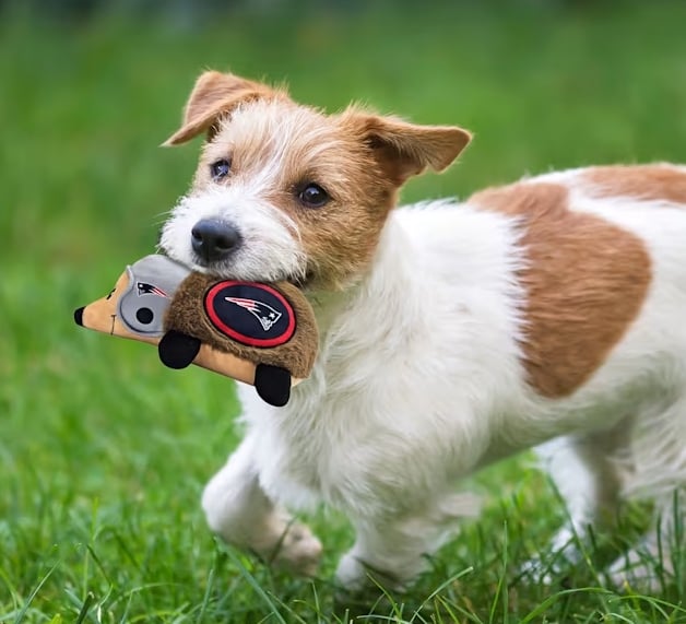 Petco game day pet deals