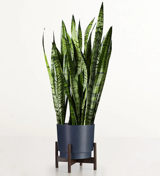 1800Flowers Snake Floor Plant