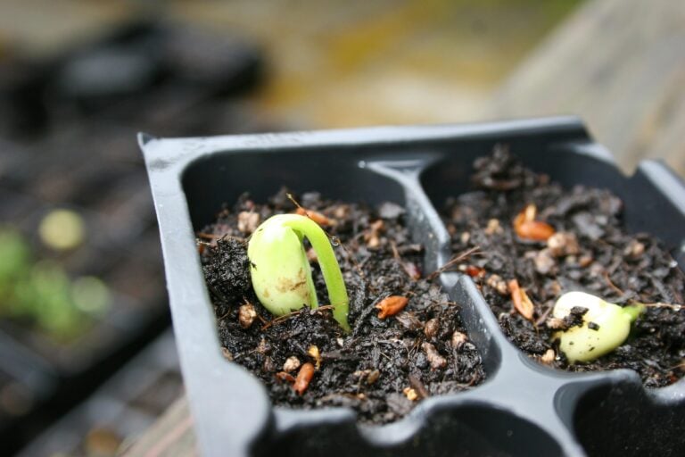 Vibrant close-up of a seedling sprouting in a seed tray, capturing the essence of new plant growth.