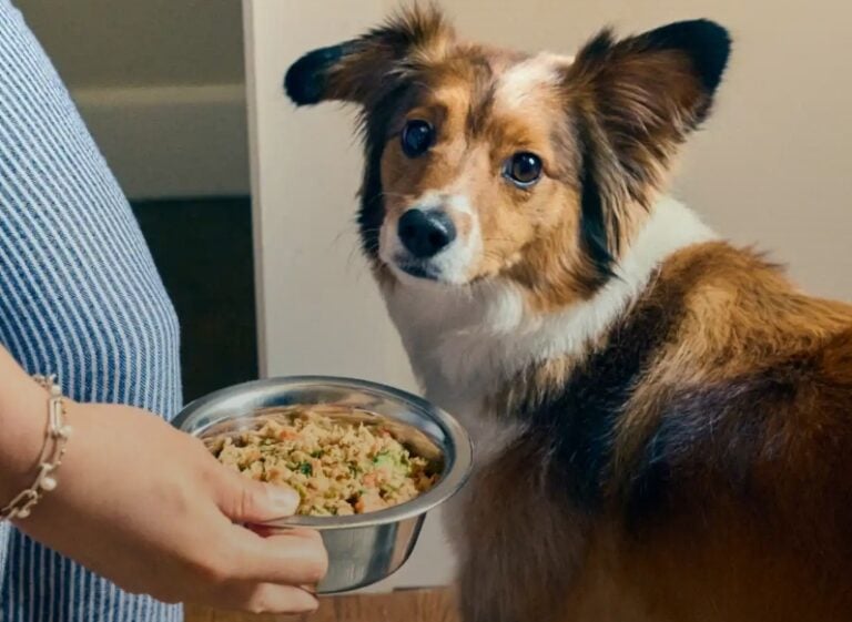 The Farmer’s Dog 60% off first box