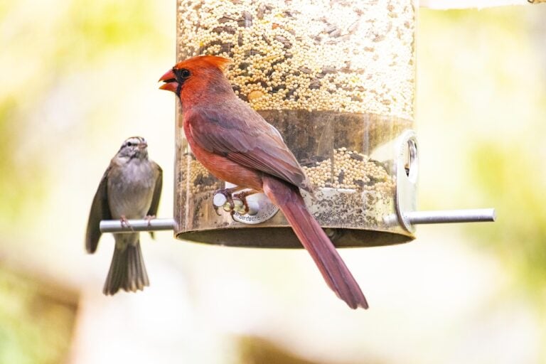 cardinal, red bird, bird feeder, backyard, nature, sparrow, cardinal, bird feeder, bird feeder, bird feeder, bird feeder, bird feeder