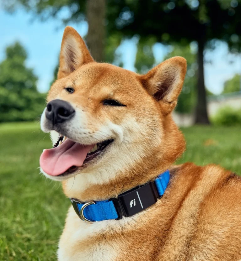 Ollie dog food deal