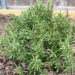 ROSEMARY