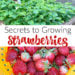 Secrets to Growing Strawberries
