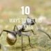 Get rid of ants in the garden Pinterest