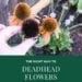 Right Way to Deadhead Flowers