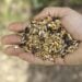 Birdseed in hand