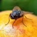 indoor fly trap deal