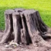 a tree stump