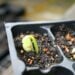Vibrant close-up of a seedling sprouting in a seed tray, capturing the essence of new plant growth.