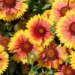 yellow flower
