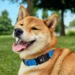 Ollie dog food deal